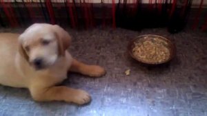 Учим лабрадора ждать 2 месяца