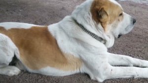 и грянул гром))))