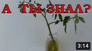 Выращиваем ПОМИДОРЫ из пасынков???
