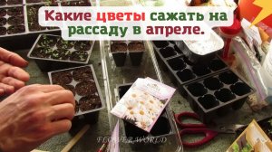 Какие цветы сажать на рассаду в апреле.?