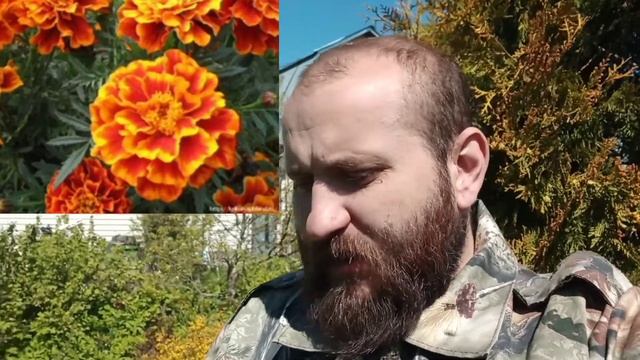 Растения от клещей. Что мы сажаем на участке и за забором. Клещи бегут!!!!! смотреть онлайн