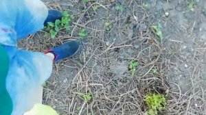 Как бороться с сорняками и плющём. Испытываем средство ZARIT