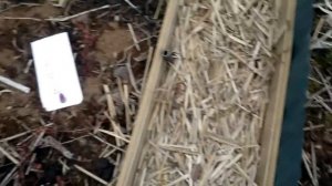 Черника садовая .Советы огородникам.