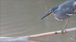 2019 17 05 ПОВЗРОСЛЕВШАЯ ЗЕЛЁНАЯ КВАКВА   ОТЛИЧНЫЙ УЛОВ