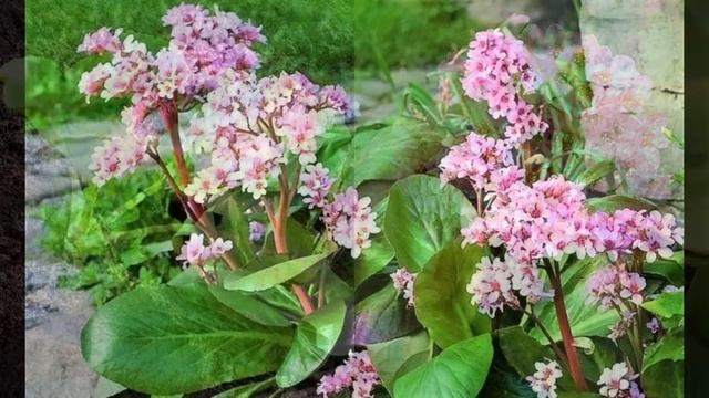 Красивые многолетние цветы, которые стоит посеять под зиму