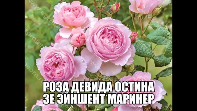 Роза Девида Остина Зе Эйншент Маринер