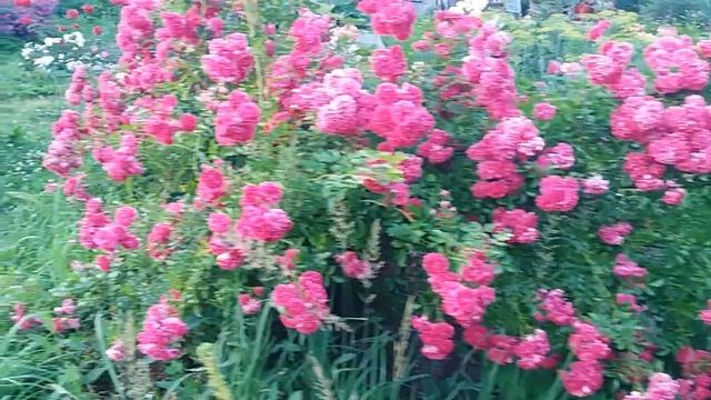 Плетистая роза Экцельса (Excelsa), группа Рамблер. Ижевск.