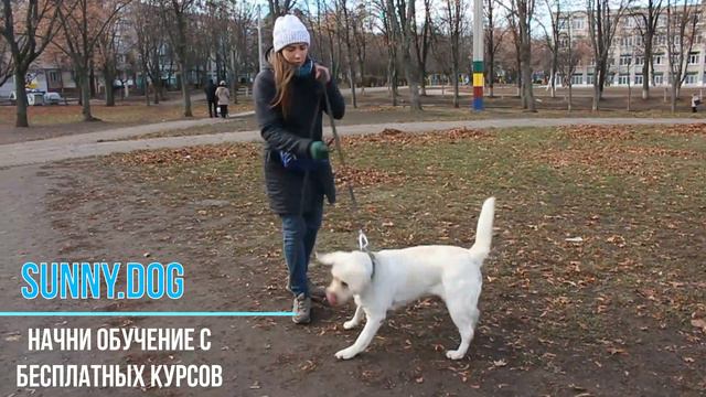 Как правильно дрессировать собаку. (Примеры из практики)