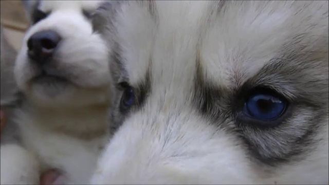 Три девочки и мальчик хаски=4 смотреть онлайн