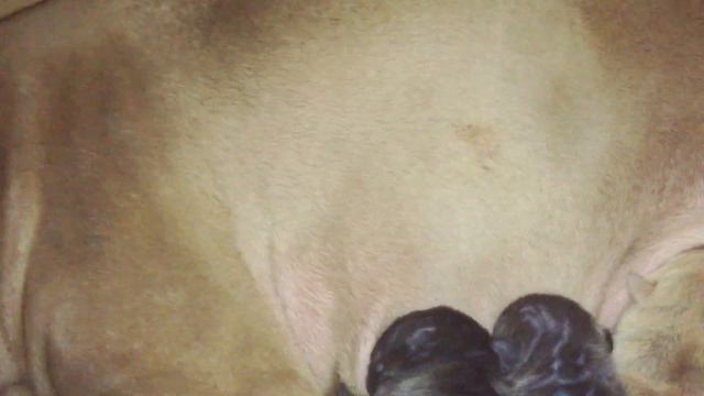 Прожорливая кучка😁 смотреть онлайн