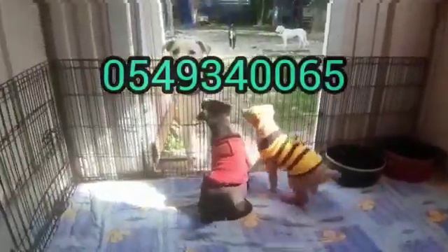 Щенки и все собаки ждут когда их усыновят#возьмисобакуизприюта #собакавдобрыеруки#собакаищетдом#vlo