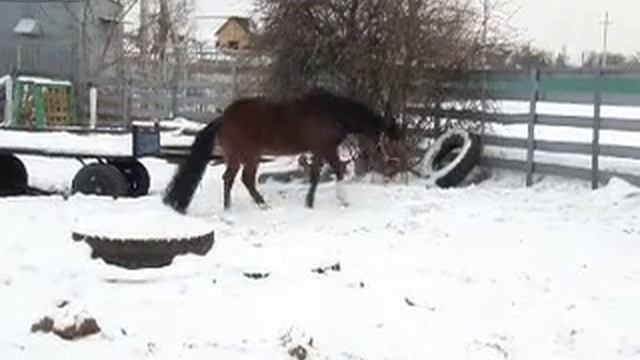 конь гуляет смотреть онлайн