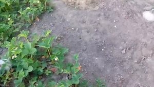 Виноград: особенности траншеи и шпалеры