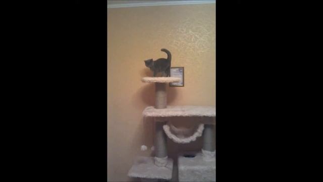 домики для кошек смотреть онлайн