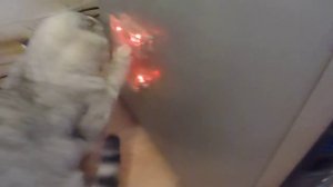 Кошка ломает компьютер