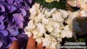 Гортензия крупнолистная Double Dutch white- очень нежная красавица!
