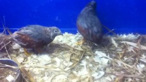 Перепела в домашних условиях/ Содержание перепелов/ Самцы перепела