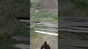 Виноградорство в Некрасово (Винница)