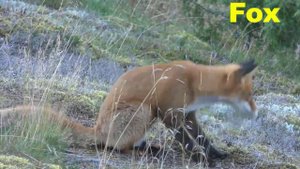 MOUNTAIN ANIMALS Names and Sounds Learn Mountain Animals for Children