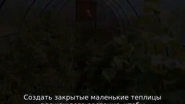 Полив огурцов в теплице смотреть онлайн