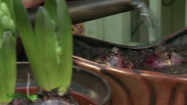 Уход за гиацинтами смотреть онлайн