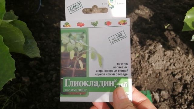 У огурцов вялые листья, что нужно срочно сделать. #хештег#моишестьсоток