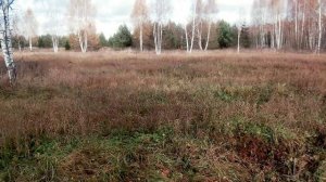 Охота на вальдшнепа с венгерской выжлой осенью 2021 года