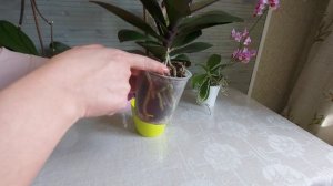 Содержание ОРХИДЕЙ в непрозрачныx кашпо