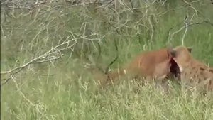 Гиена ест живьем антилопу/hyena eats live antelope.