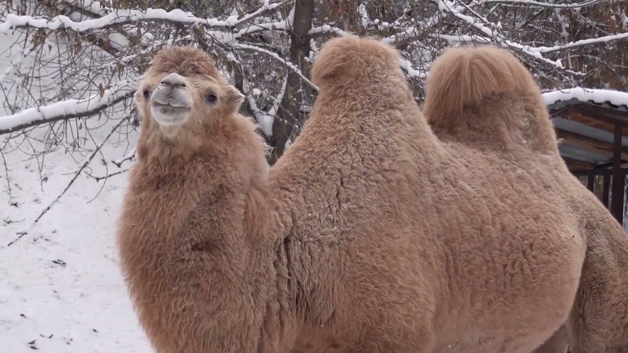 Краснокнижные животные Новосибирского зоопарка. Двугорбый верблюд