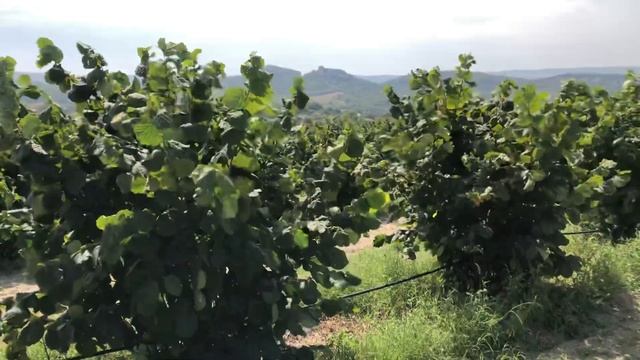 Фундук Трапезунд уборка урожая август Крым 2022 смотреть онлайн