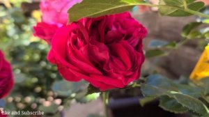 Pnay sa ??: Red Eden Climbing Rose Meilland