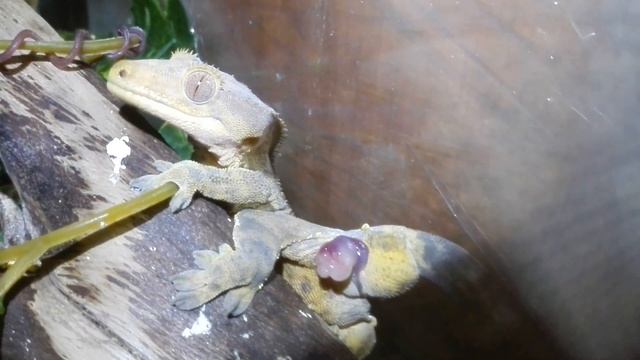 Реснитчатый бананоед 18+ смотреть онлайн