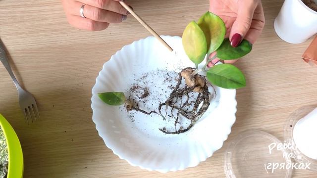 ЗАМИОКУЛЬКАС (долларовое дерево) размножение черенком и листом смотреть онлайн