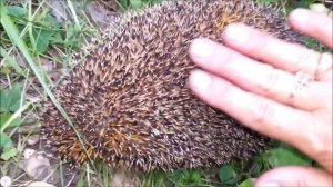 Ёжик на тропе