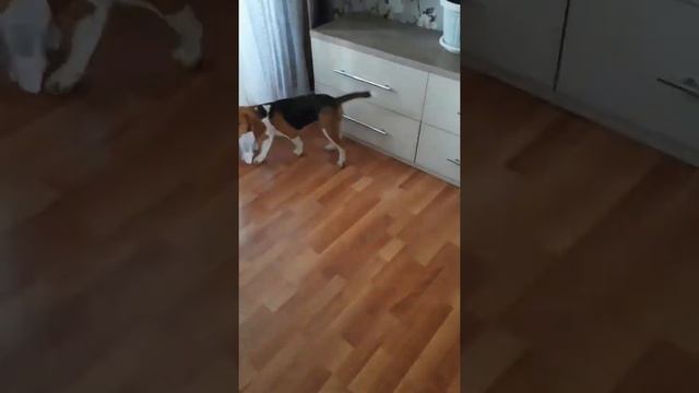 Бигль лучшая собака смотреть онлайн