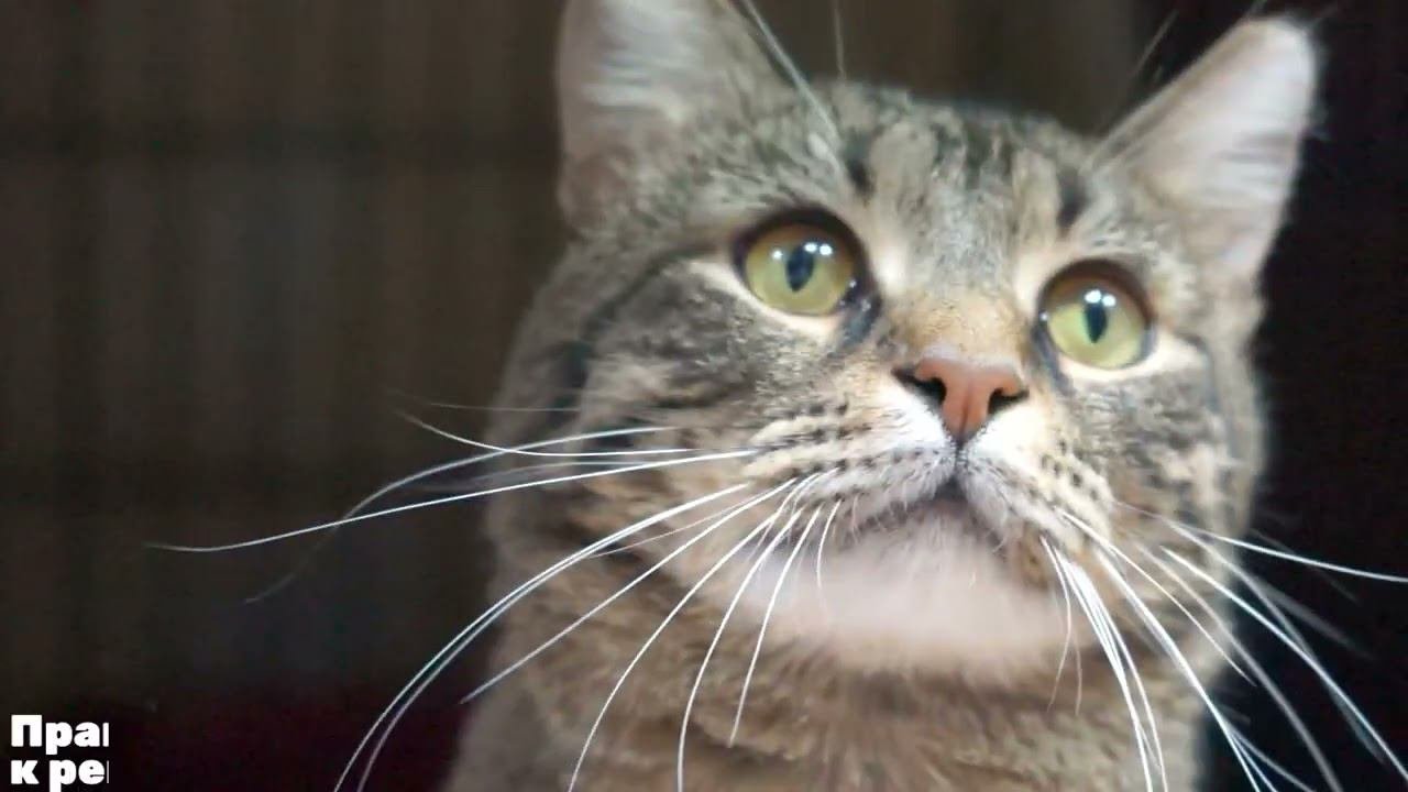 КРОТИК (уже дома)