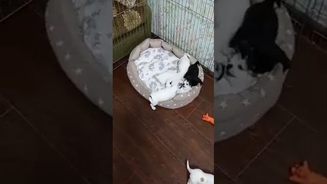 растут детки чихуахуа от нашего Елисея и Брауни,г. Керчь , Кастропуло Крым смотреть онлайн