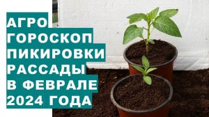 Агрогороскоп пикировки рассады в феврале 2024 годаAgrogoroscope of seedling picking in February 2024