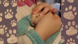 Приколы с ХОМЯКАМИ (СМЕШНЫЕ ХОМЯКИ)Hamsters like #298 funny video about animals