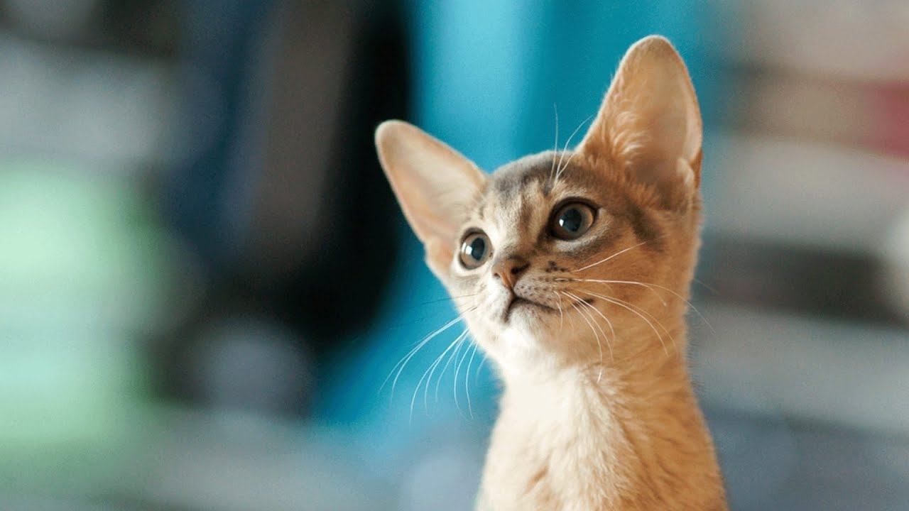 ПОРОДЫ КОШЕК: АБИССИНСКАЯ