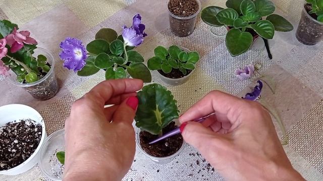 Фиалки с листика. Детки, которые никогда не вырастут. смотреть онлайн