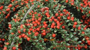 Кизильник гибридный Корал Бьюти (koral byuti) ? обзор: как сажать, саженцы кизильника Корал Бьюти