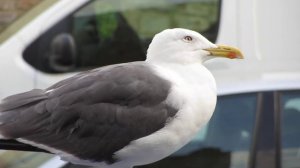 Canon SX220 IS test recording featuring Reg the seagull.