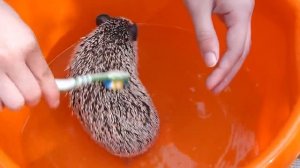 КУПАНИЕ ЕЖА/ Bathing a hedgehog/ ЗАЧЕМ ЕЖУ МАСЛО?