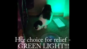 Green Light Therapy for Cats - See How Cats React to Green Light Therapy (Animals Can't Lie)