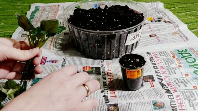 ПЕРЕСАДКА ФИАЛОК ЗИМОЙ. смотреть онлайн