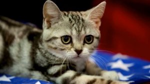 Порода кошек. Американская короткошерстная кошка