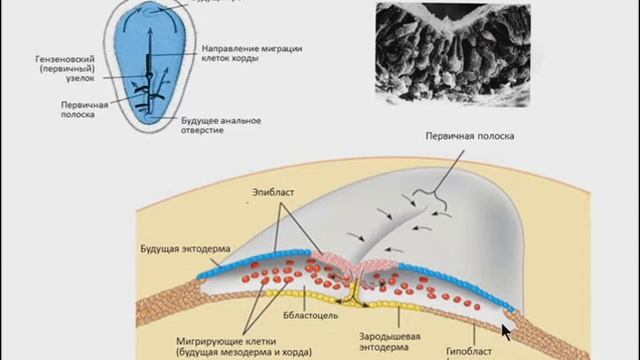 Лекция: "Гистогенез. Эмбриология." смотреть онлайн
