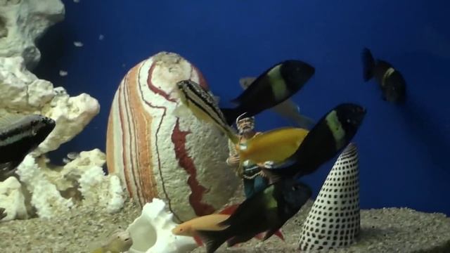 цихлиды танганьики и малави смотреть онлайн